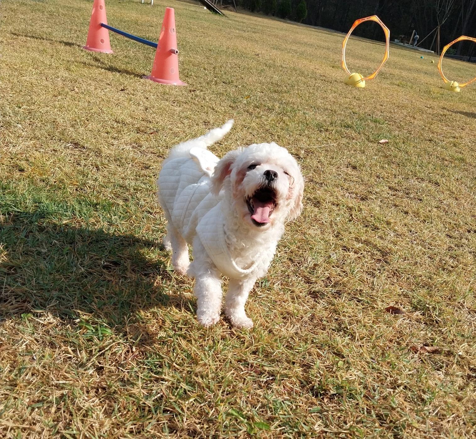 종료(기증) 믹스견…